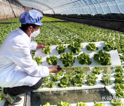 北京市农村种植蔬菜政策的相关图片