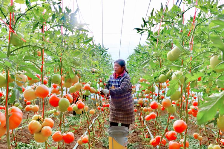 南京农村种植蔬菜的相关图片