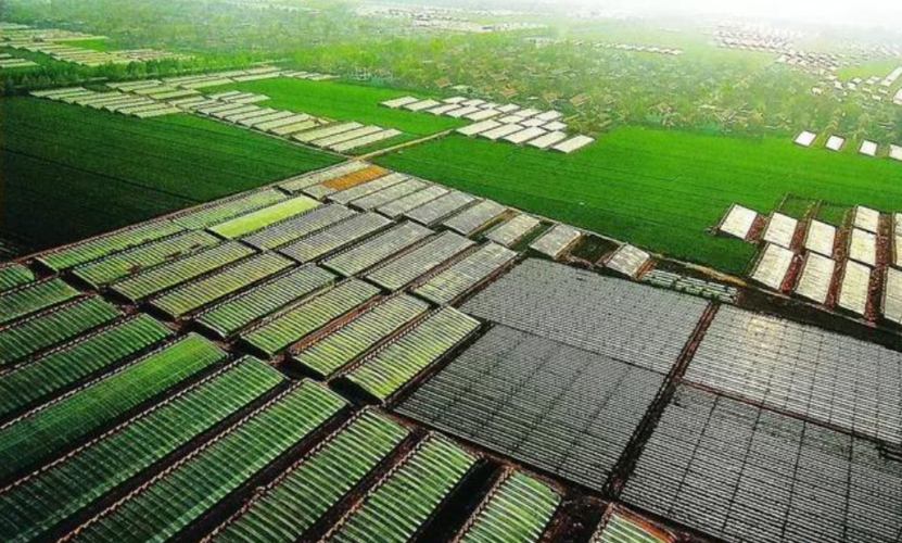 发展农村种植蔬菜成片规模的相关图片