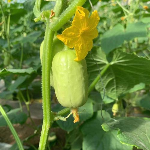 吉林农村几月有黄瓜蔬菜的相关图片