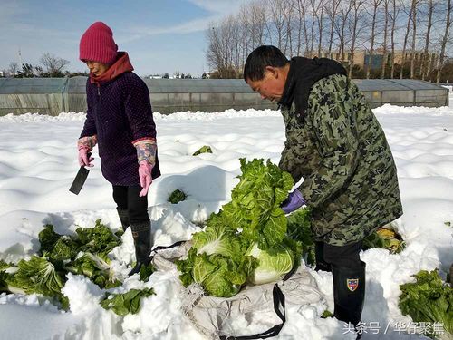 吉林省农村冬天埋蔬菜的相关图片