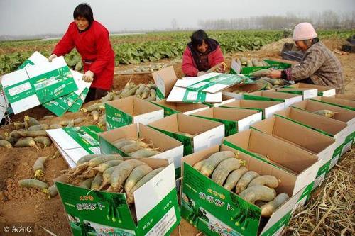 四川农村农民种蔬菜补贴的相关图片