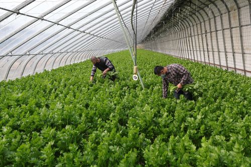 四川农村大棚种植蔬菜视频的相关图片