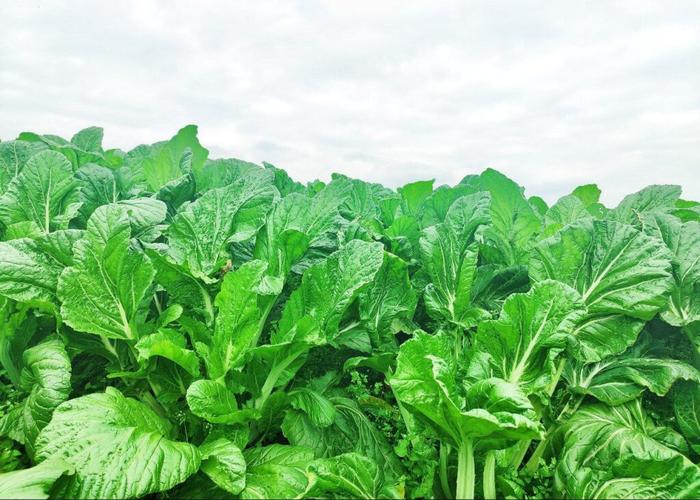 四川农村绿色蔬菜产业的相关图片