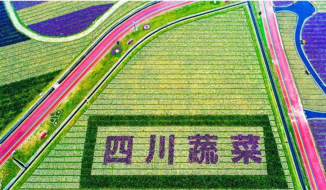 四川农村蔬菜产业发展的相关图片