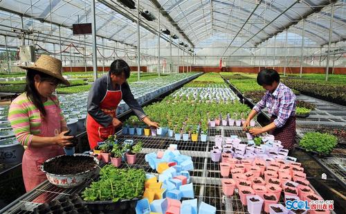 四川农村蔬菜产业现状的相关图片
