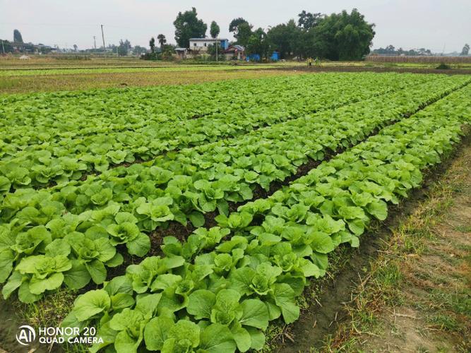 在四川农村种植蔬菜怎么样的相关图片