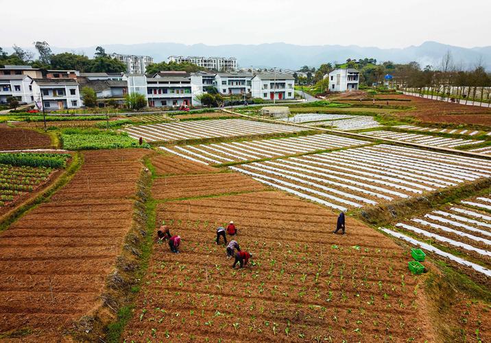 宁波农村种植蔬菜的相关图片