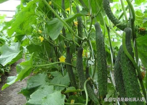 安徽农村禁止种植什么蔬菜的相关图片