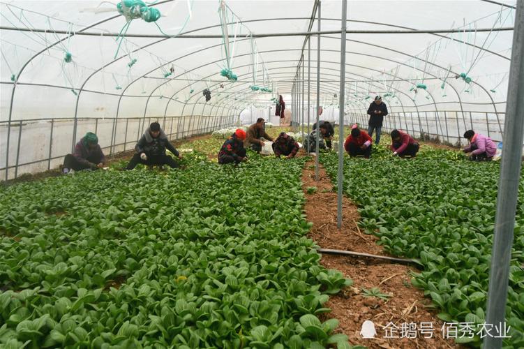 安徽农村种植蔬菜吗的相关图片