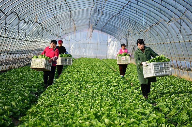 安徽农村蔬菜生产的相关图片