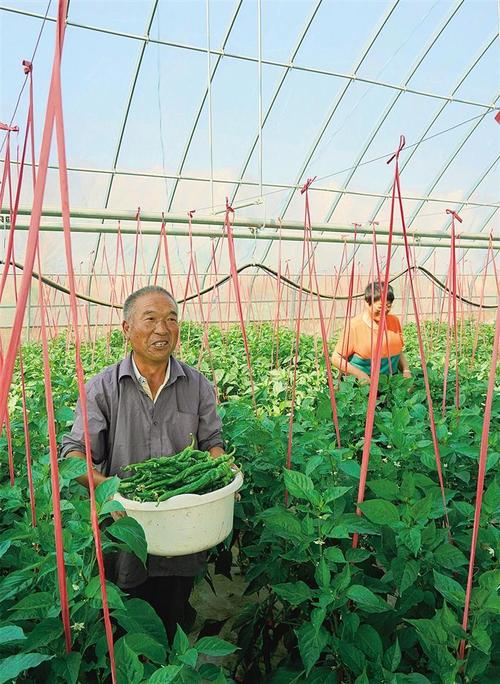 宝山市农村蔬菜合作社名单的相关图片