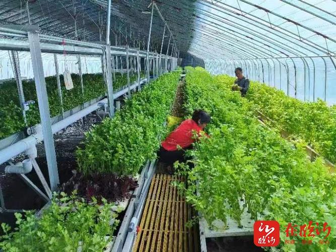 山东临沂农村种植蔬菜补贴的相关图片