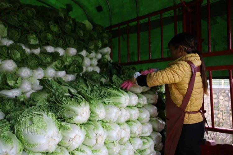 山东农村蔬菜多少钱一吨的相关图片