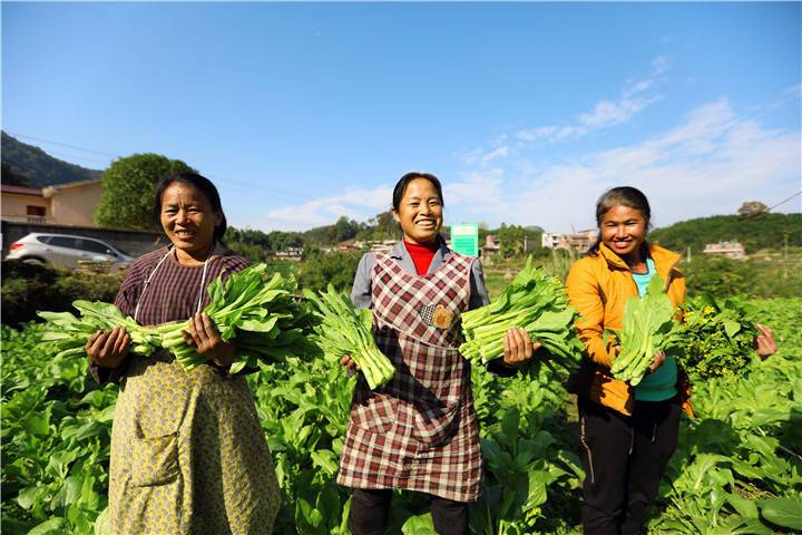 山西农村自家种植蔬菜视频的相关图片