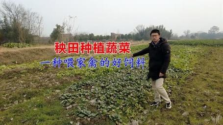 广东农村种植蔬菜视频教程的相关图片