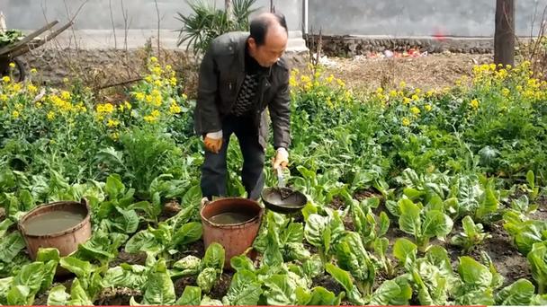 广东农村自己种蔬菜视频的相关图片