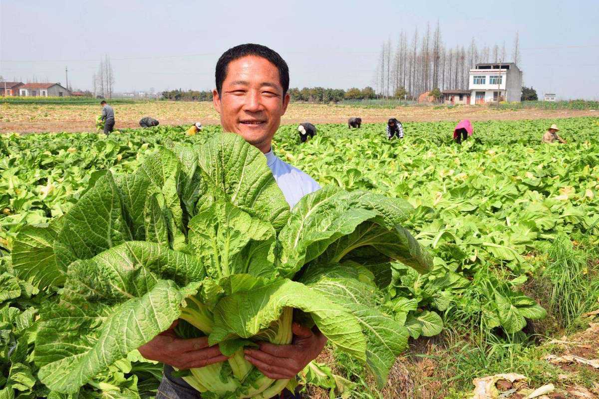 广州农村种什么蔬菜挣钱的相关图片