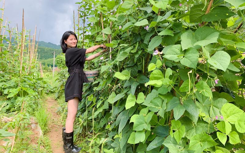 广西农村姑娘种植蔬菜图片的相关图片