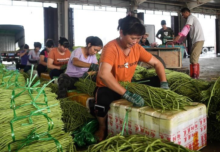 广西农村蔬菜产业发展的相关图片