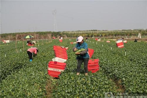 广西农村蔬菜产业现状的相关图片