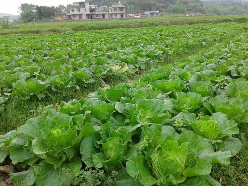 广西农村蔬菜信息网的相关图片