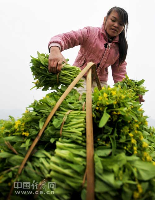 广西农村蔬菜信息网站的相关图片