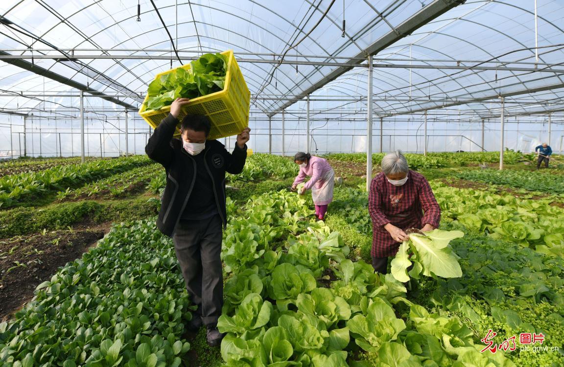 应县蔬菜保供农村的相关图片