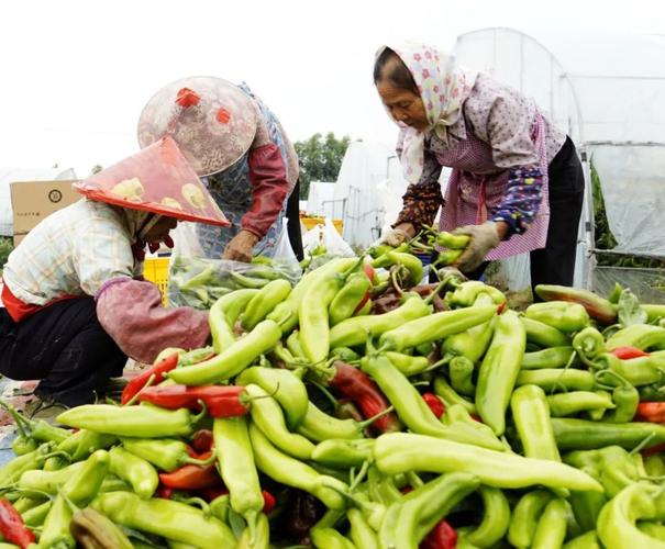 惠安农村种植蔬菜的相关图片