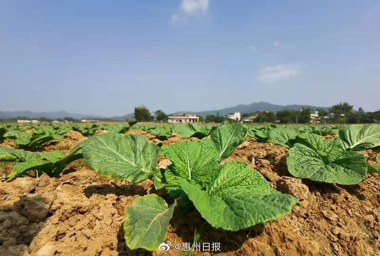 惠州农村蔬菜的相关图片
