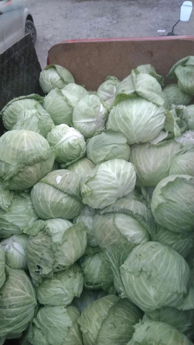 新疆农村蔬菜的相关图片