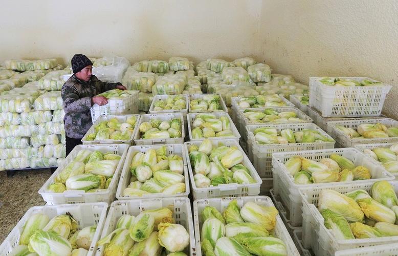 新疆农村蔬菜储存的相关图片