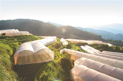 桂林农村生态蔬菜基地项目的相关图片