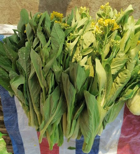 河南农村二月里卖啥蔬菜的相关图片