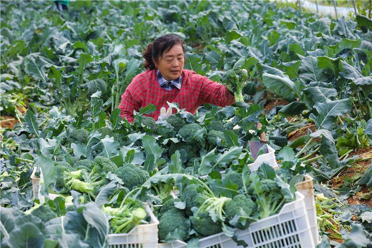 河南农村免费种植蔬菜吗的相关图片