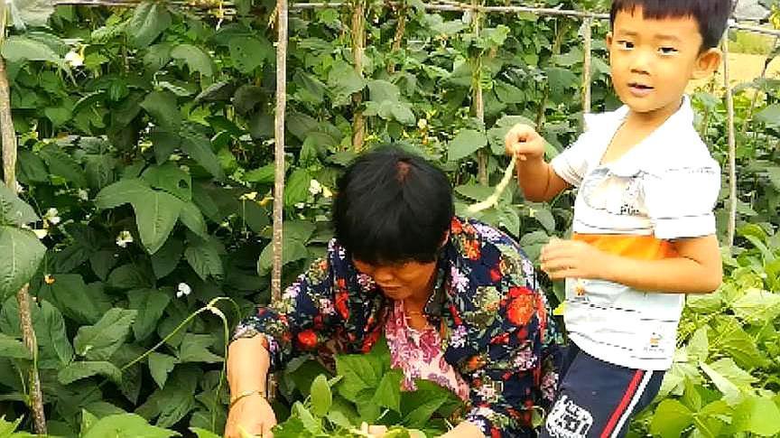 河南农村婆婆种植蔬菜视频的相关图片
