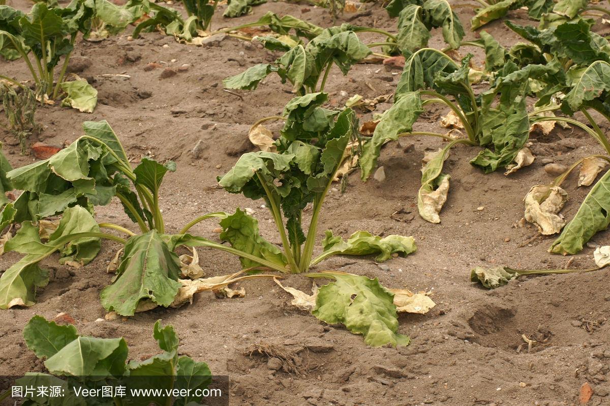 河南农村干旱蔬菜图片视频的相关图片