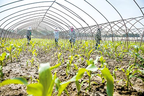 河南农村种植蔬菜基地政策的相关图片