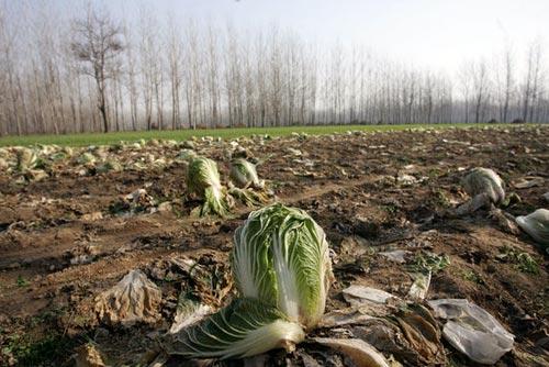河南农村蔬菜多少钱一吨的相关图片