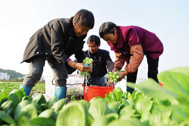 河西农村种植蔬菜补助的相关图片