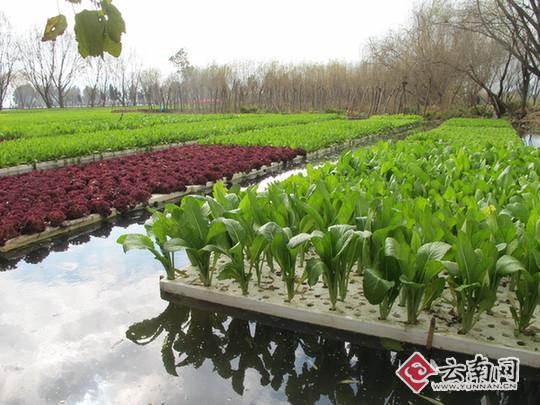 河边农村种植蔬菜的相关图片