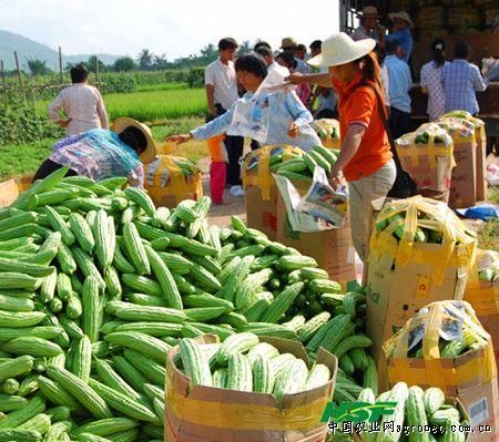 海南农村蔬菜图片大全高清的相关图片