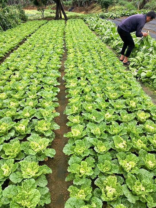 深圳农村蔬菜图片的相关图片