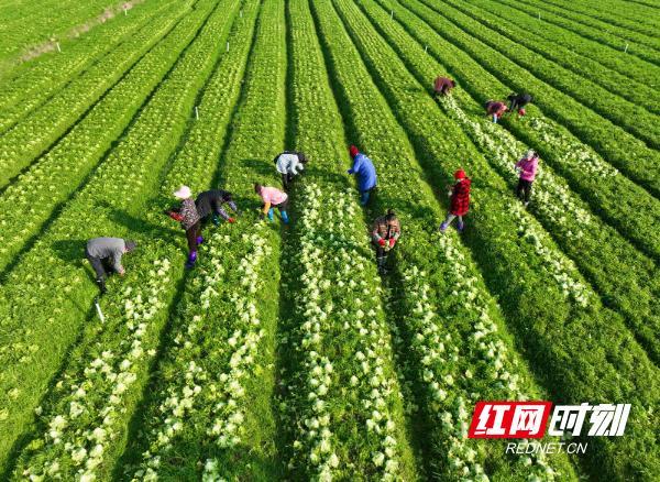 湖南农村种植蔬菜视频的相关图片