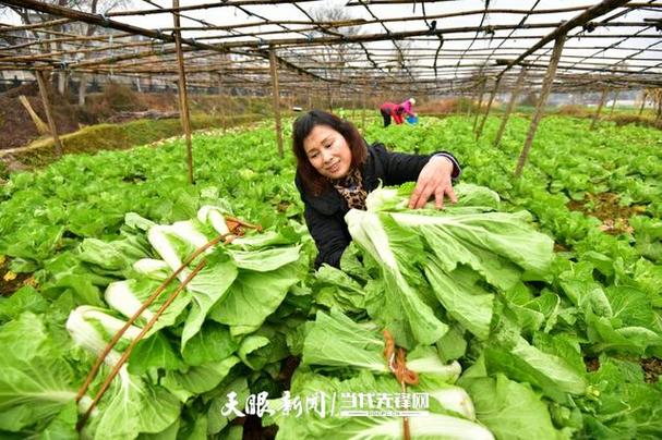 湖南农村自种蔬菜视频大全的相关图片
