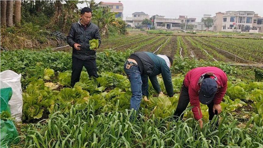 湛江农村吃蔬菜图片的相关图片