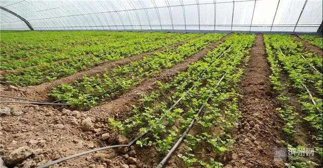 滨州农村蔬菜种植方法视频的相关图片