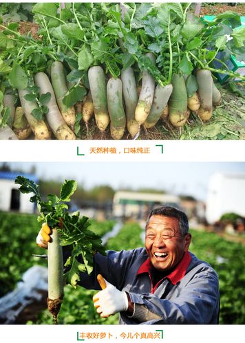 潍坊农村蔬菜的相关图片