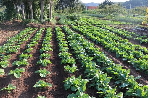 烟台农村蔬菜种植过程记录的相关图片