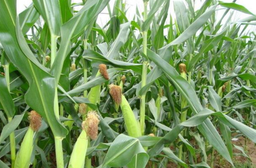 玉米可以种植蔬菜吗农村的相关图片